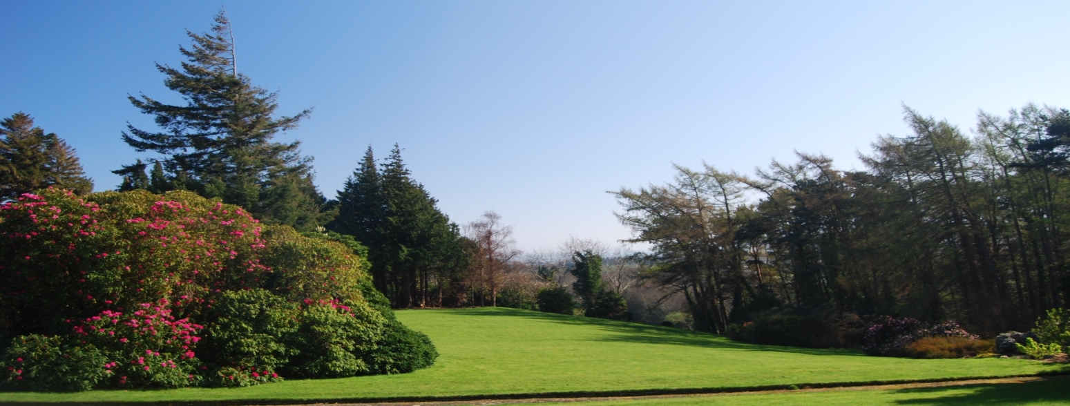 Rhododendrons in bloom on the garden lawns